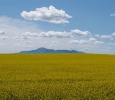 Canadian Badlands/Alberta