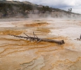 Yellowstone National Park/Wyoming