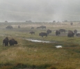 Yellowstone National Park/Wyoming